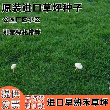 早熟禾种子草坪种子四季常青草坪种子庭院别墅绿化低矮草坪籽