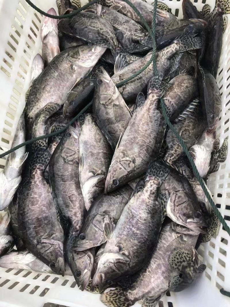 鳜鱼质量保证基地批发价规格齐全现货直发对接全国