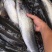 银鳕鱼质量保证基地批发价规格齐全现货直发对接全国