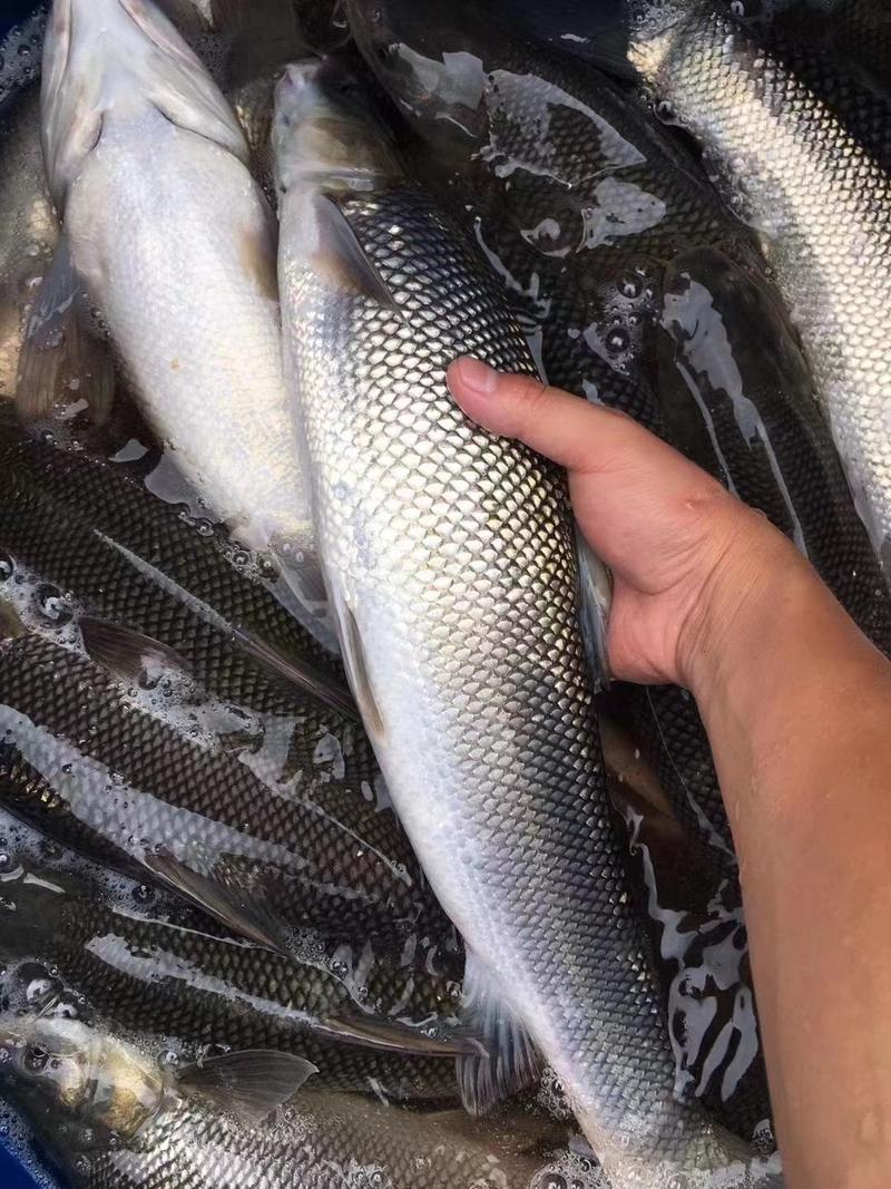银鳕鱼质量保证基地批发价规格齐全现货直发对接全国