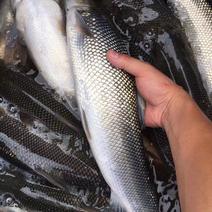 银鳕鱼质量保证基地批发价规格齐全现货直发对接全国