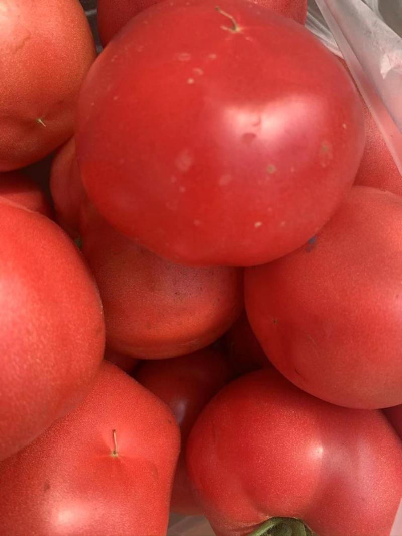 口感大粉番茄苗抗病毒西红柿苗水果型大果中厚皮