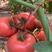 口感大粉番茄苗抗病毒西红柿苗水果型大果中厚皮