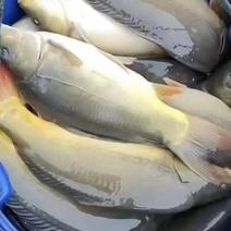 无甲鲤鱼质量保证基地批发价规格齐全现货直发对接全国