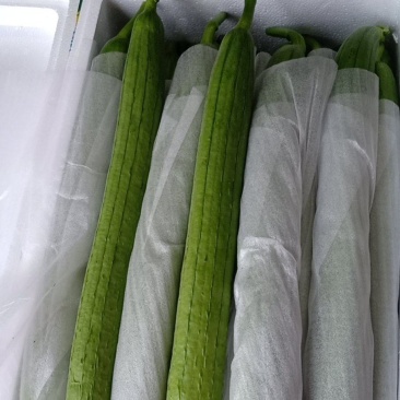 鲜花丝瓜大量有货,实力团队,贴心服务,质量过硬,价格合理
