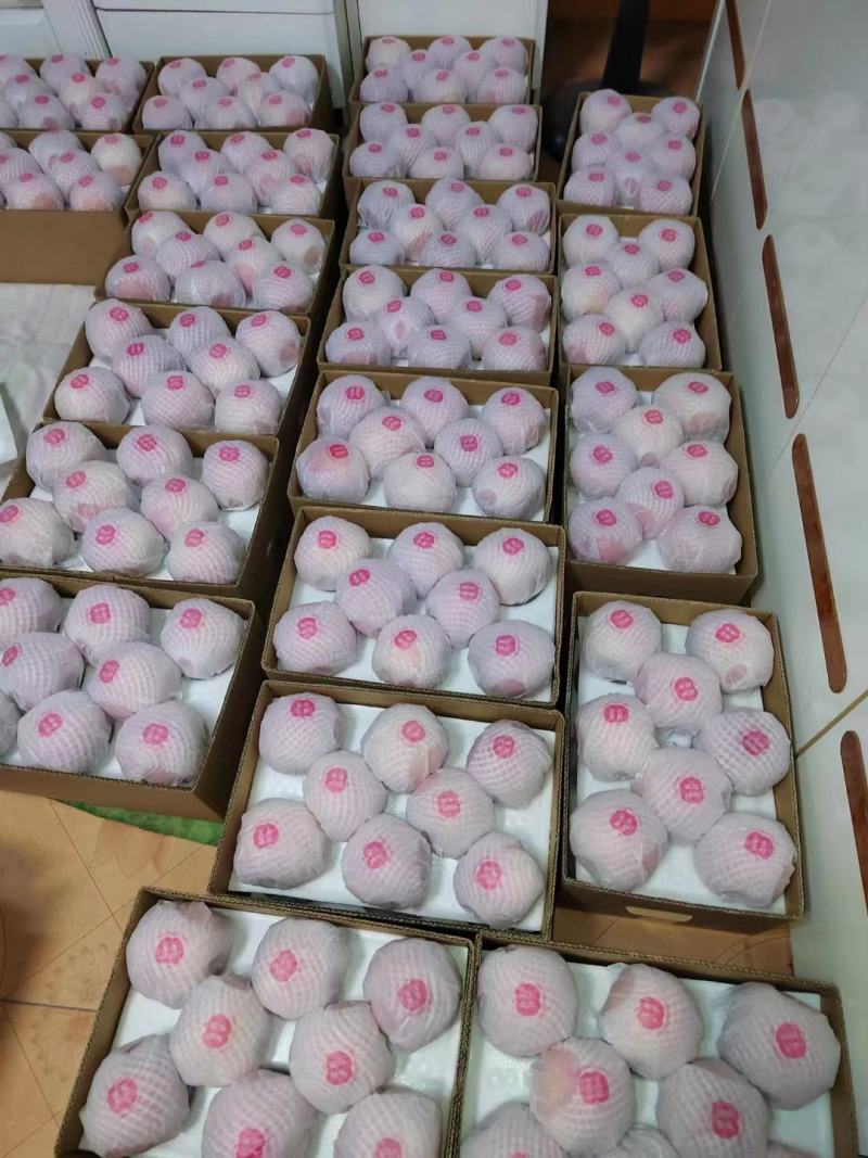 出售大量当年红富士苹果，量大的联系