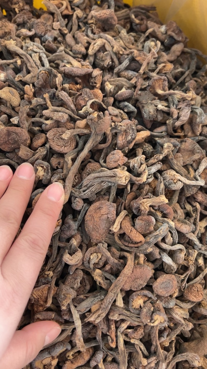 各种榛蘑丁和片