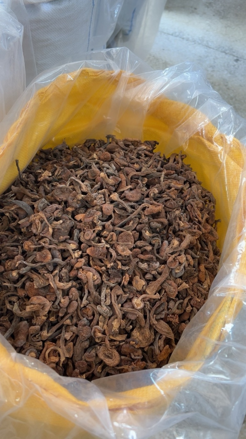各种榛蘑丁和片