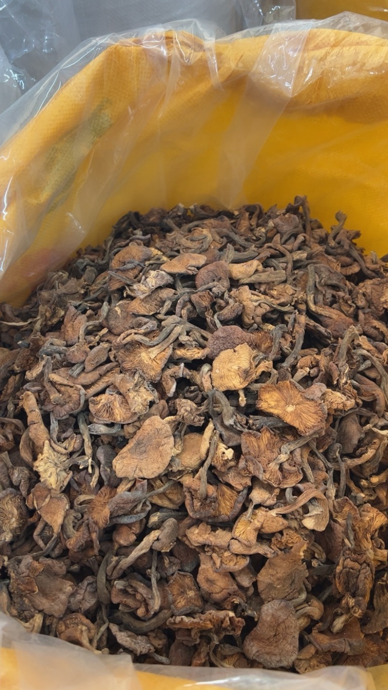 各种榛蘑丁和片