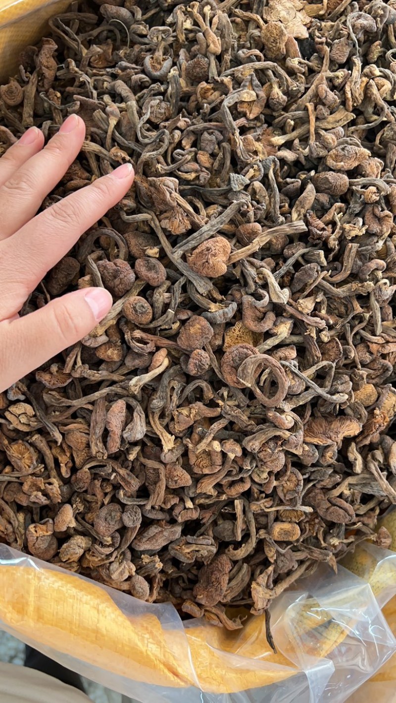 各种榛蘑丁和片