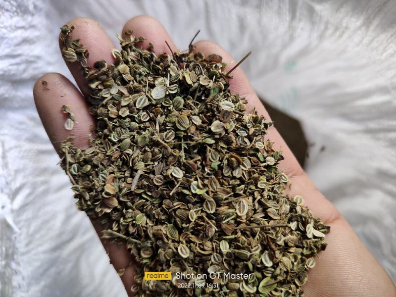 前胡子白花前胡中药材种植价格优品种纯林下套种