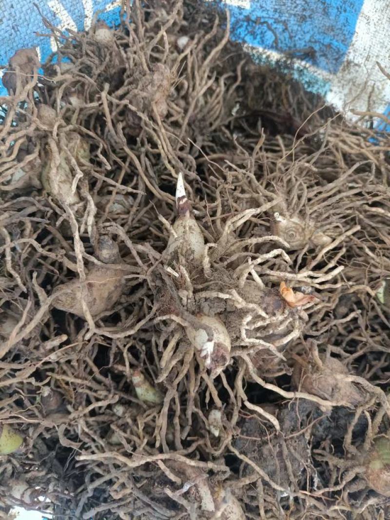 白芨种苗块茎林下套种好品种白芨苗品质保证