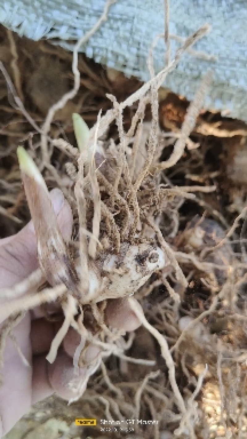 白芨种苗块茎林下套种好品种白芨苗品质保证