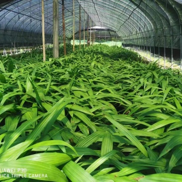 白芨种苗块茎林下套种好品种白芨苗品质保证