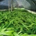 白芨种苗块茎林下套种好品种白芨苗品质保证