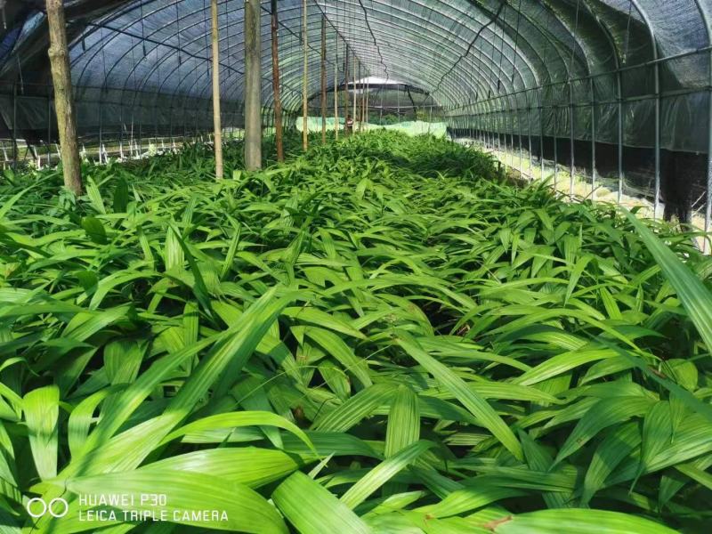 白芨种苗块茎林下套种好品种白芨苗品质保证