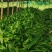 白芨种苗块茎林下套种好品种白芨苗品质保证