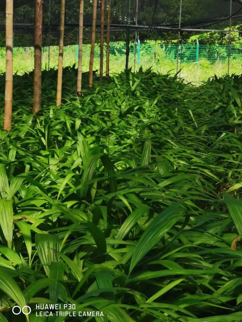 白芨种苗块茎林下套种好品种白芨苗品质保证