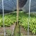 白芨种苗块茎林下套种好品种白芨苗品质保证