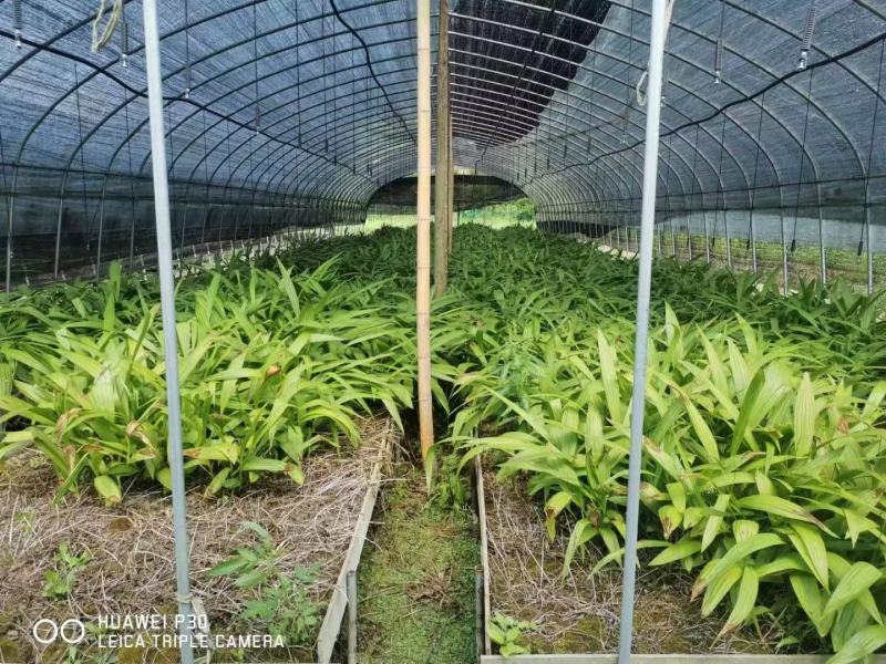 白芨种苗块茎林下套种好品种白芨苗品质保证