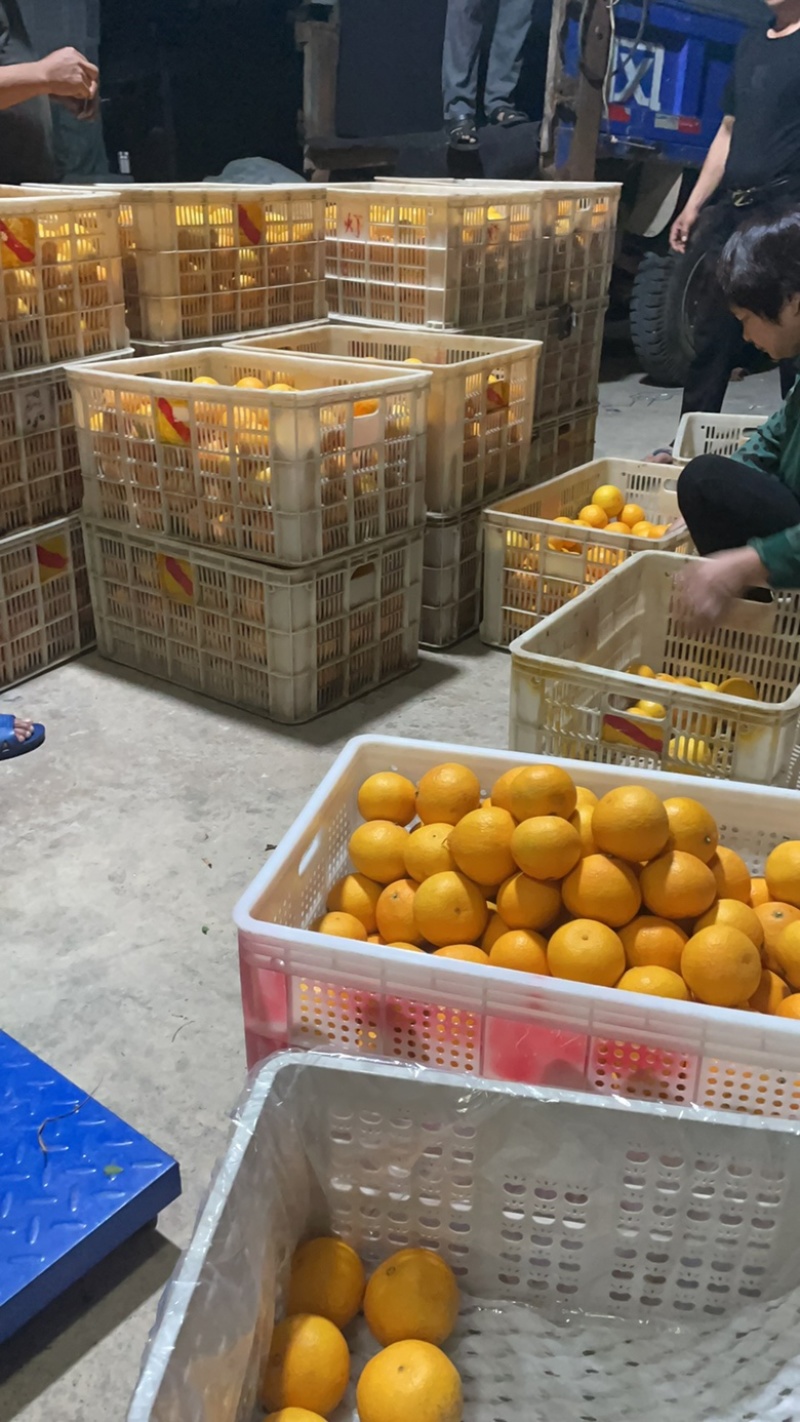 爱媛28号红美人新鲜现釆现发