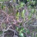 结香花