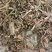 干草花生秧，无土无膜无霉变，大量供应，整车批发