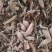 【大量上市】小白薯浙薯七五（人参薯）精品红薯大量现货供应