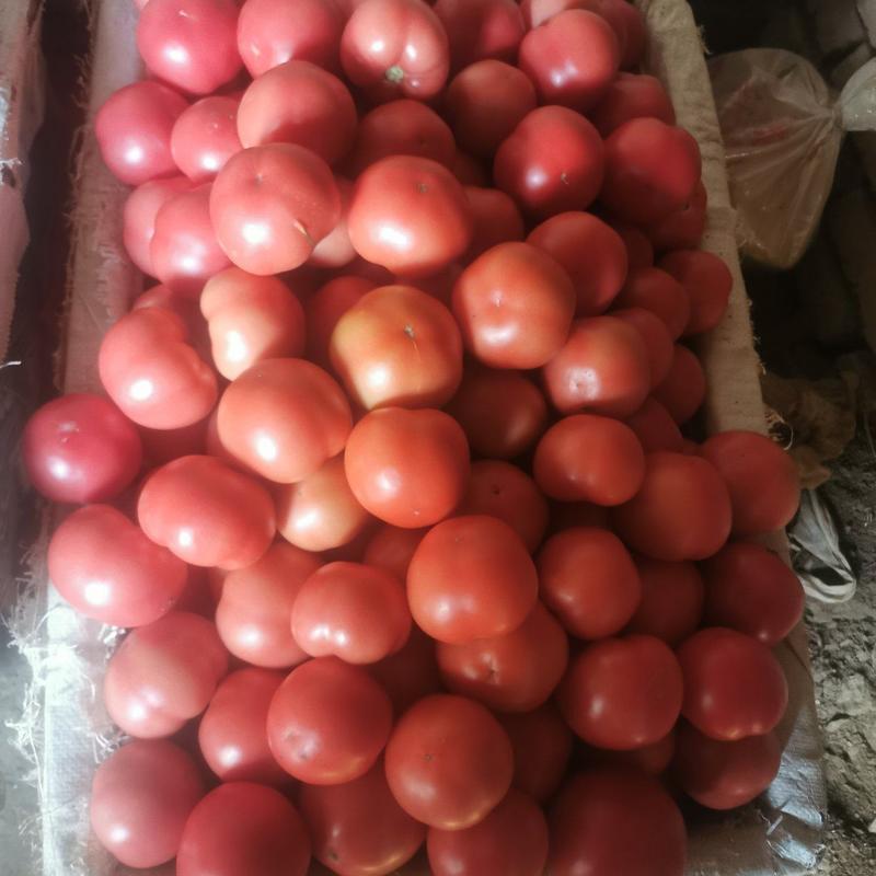 齐河县硬粉西红柿大量上市支持全国代发接商超市场电商每天供