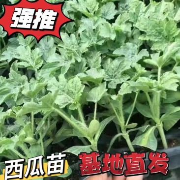 【精选】早佳8424、美都嫁接西瓜苗,包品质包质量