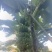 攀枝花香蕉