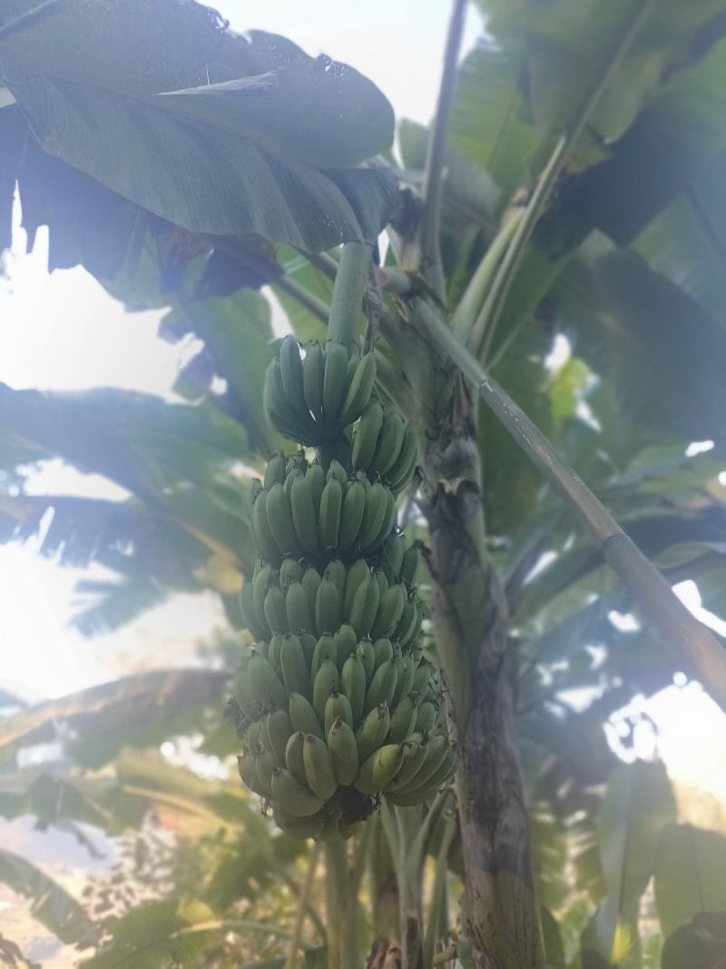 攀枝花香蕉