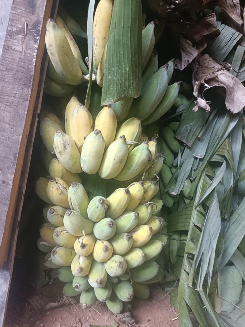 攀枝花香蕉