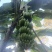 攀枝花香蕉