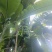 攀枝花香蕉