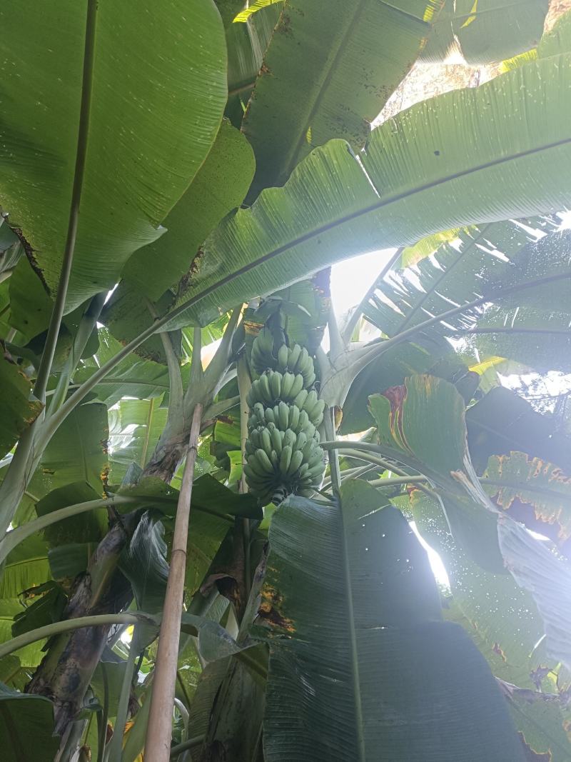 攀枝花香蕉
