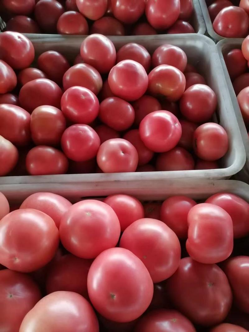 河北精品硬粉西红柿、水果西红柿产地，保质保量，长期供应