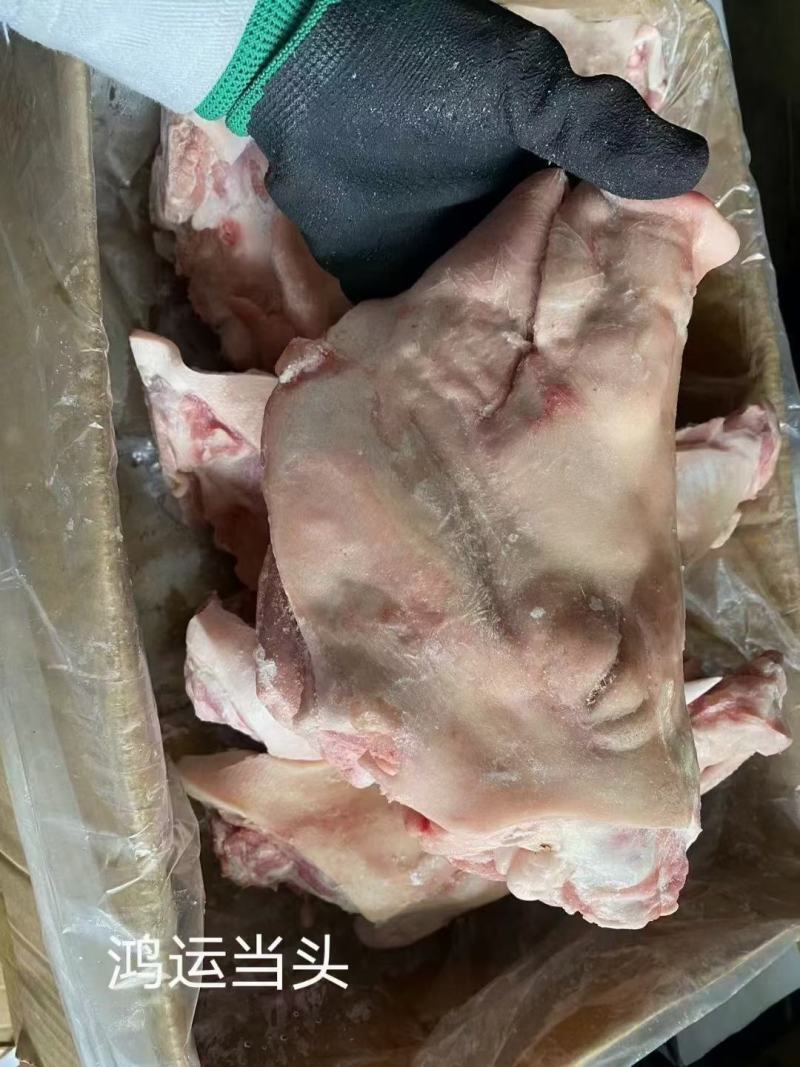 鸿运当头，劈半猪脸，猪头，山东临沂亿鑫副食常年对外发货。