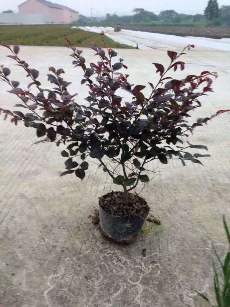 红花继木