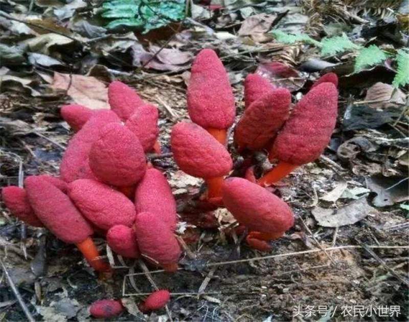 新鲜回春草纯野生保质保量价格优惠欢迎前来选购