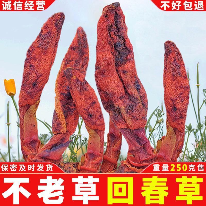 新鲜回春草纯野生保质保量价格优惠欢迎前来选购