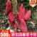 新鲜回春草纯野生保质保量价格优惠欢迎前来选购