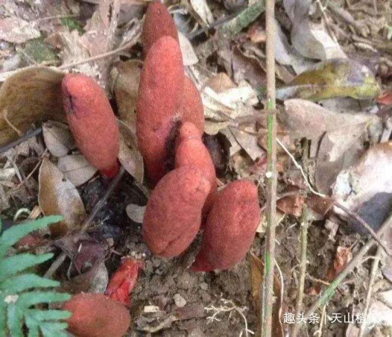 新鲜回春草纯野生保质保量价格优惠欢迎前来选购
