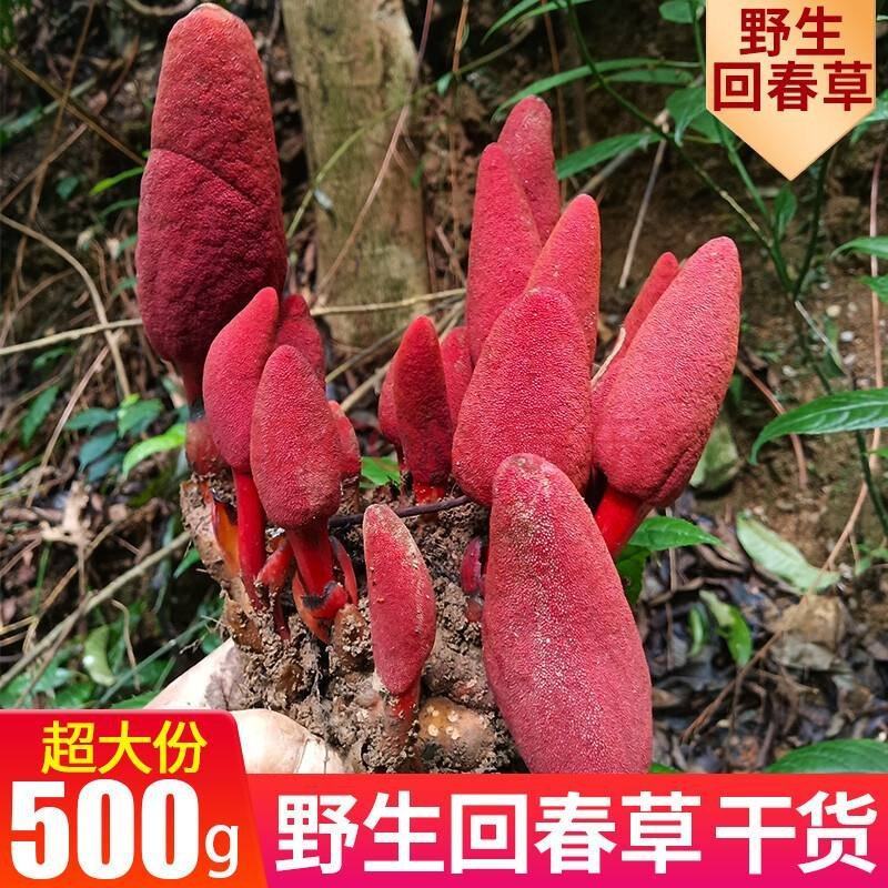 新鲜回春草纯野生保质保量价格优惠欢迎前来选购