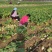 芥菜沙土地芥菜疙瘩大疙瘩芥菜疙瘩山东千亩基地