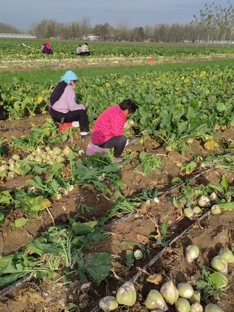 芥菜沙土地芥菜疙瘩大疙瘩芥菜疙瘩山东千亩基地