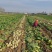 芥菜沙土地芥菜疙瘩大疙瘩芥菜疙瘩山东千亩基地