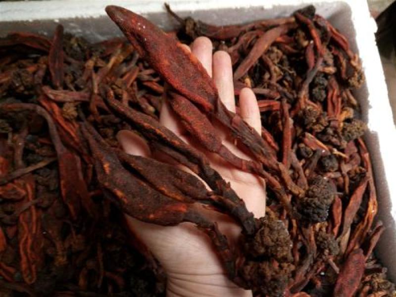 精品干回春草纯野生大量上市品质保证诚信经营可视频看货
