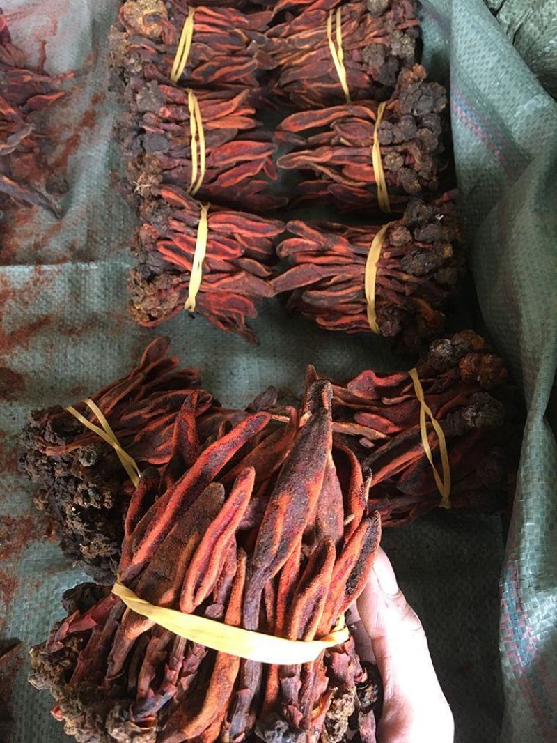 精品干回春草纯野生大量上市品质保证诚信经营可视频看货