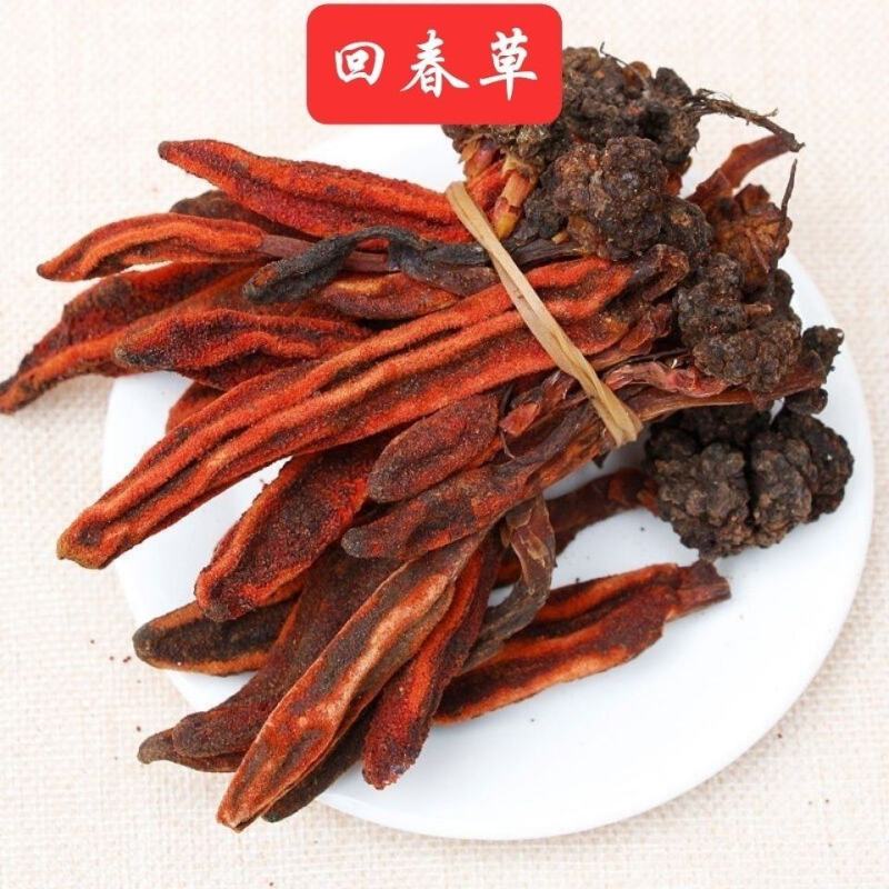 精品干回春草纯野生大量上市品质保证诚信经营可视频看货